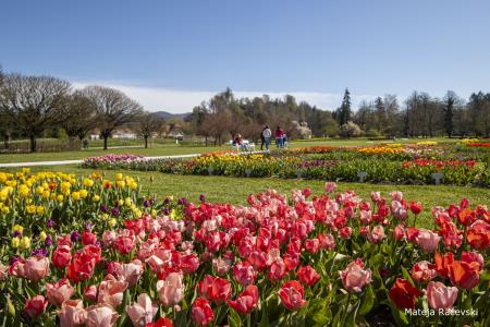 Spomladanska razstava Arboretum Volčji Potok Foto Mateja Račevski-15